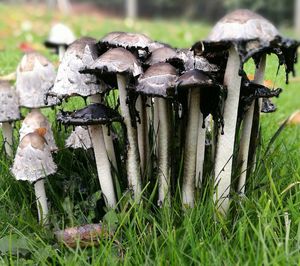 Close-up of mushrooms growing on field