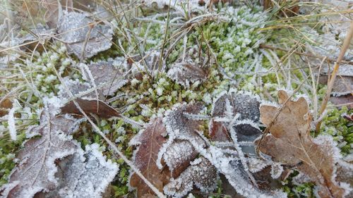 Close-up of tree in winter