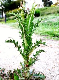 Close-up of plant growing on field