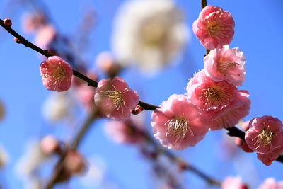 Low angle view of japanese apricot blossoms on branch