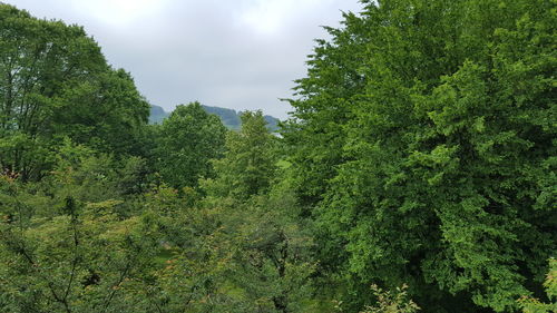 View of trees and lush foliage