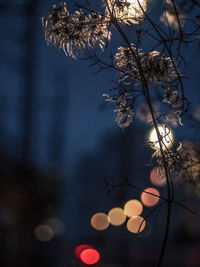 Close-up of flower tree against sky at night