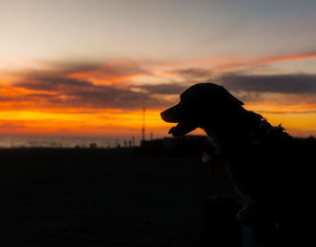 Silhouette of dog on landscape at sunset