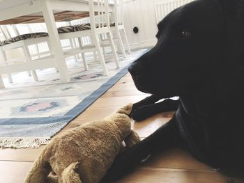 Close-up of dog resting on floor at home