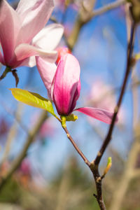 Close-up of pink flowering plant