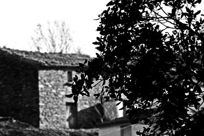 Close-up of tree against sky