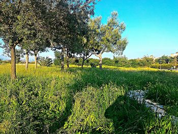 Scenic view of field against clear sky