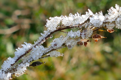 Close-up of frozen plant during winter