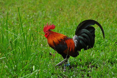 View of a rooster on land