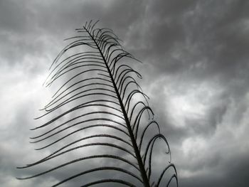 Low angle view of plants against sky