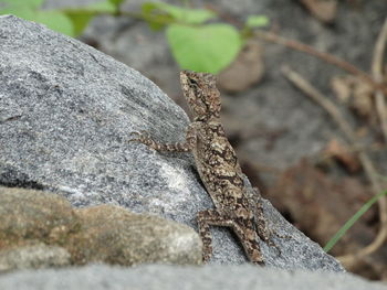 Close-up of lizard on rock