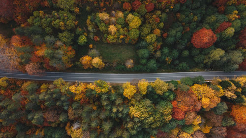 High angle view of trees by plants during autumn