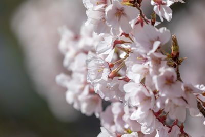 Close-up of white cherry blossom tree