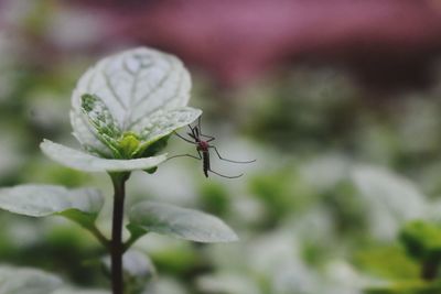 Close-up of insect on leaf
