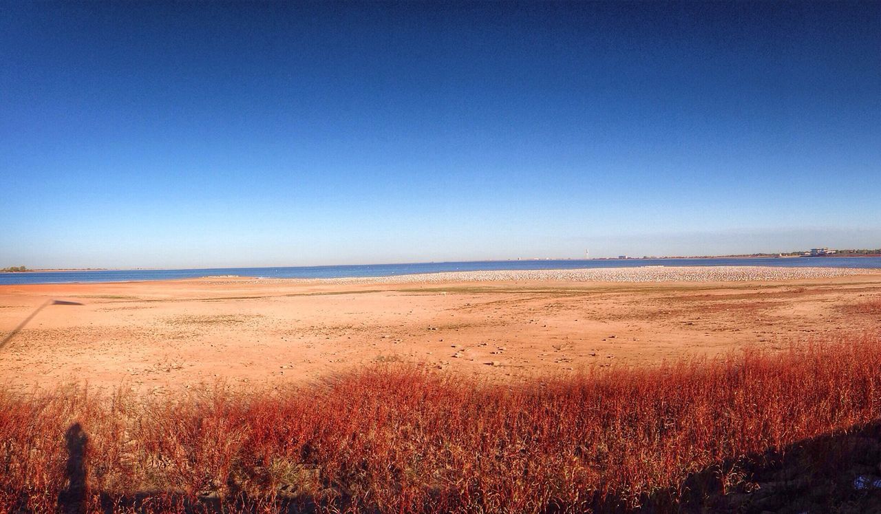 clear sky, copy space, tranquil scene, tranquility, scenics, blue, landscape, beach, beauty in nature, sand, nature, field, horizon over water, sea, water, horizon over land, shore, non-urban scene, remote, grass