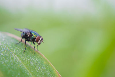 Close-up of fly on leaf