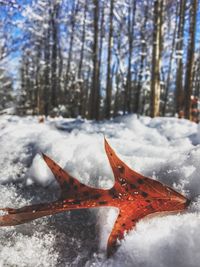 Close-up of frozen tree against sky during winter