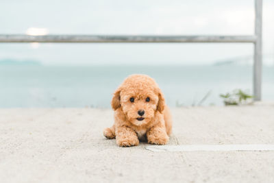 Portrait of dog on the sea