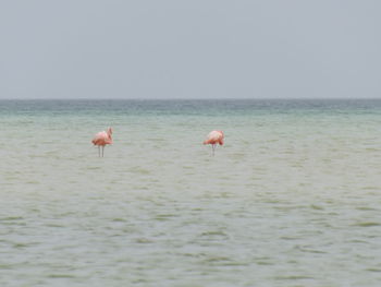 View of birds in sea against sky