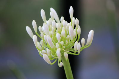 Close-up of white flowering plant