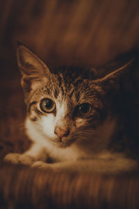 Close-up of cat