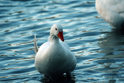 Close-up of duck swimming in lake