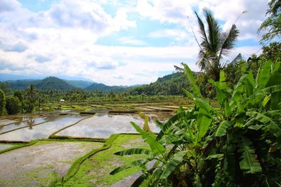 Scenic view of agricultural landscape against sky