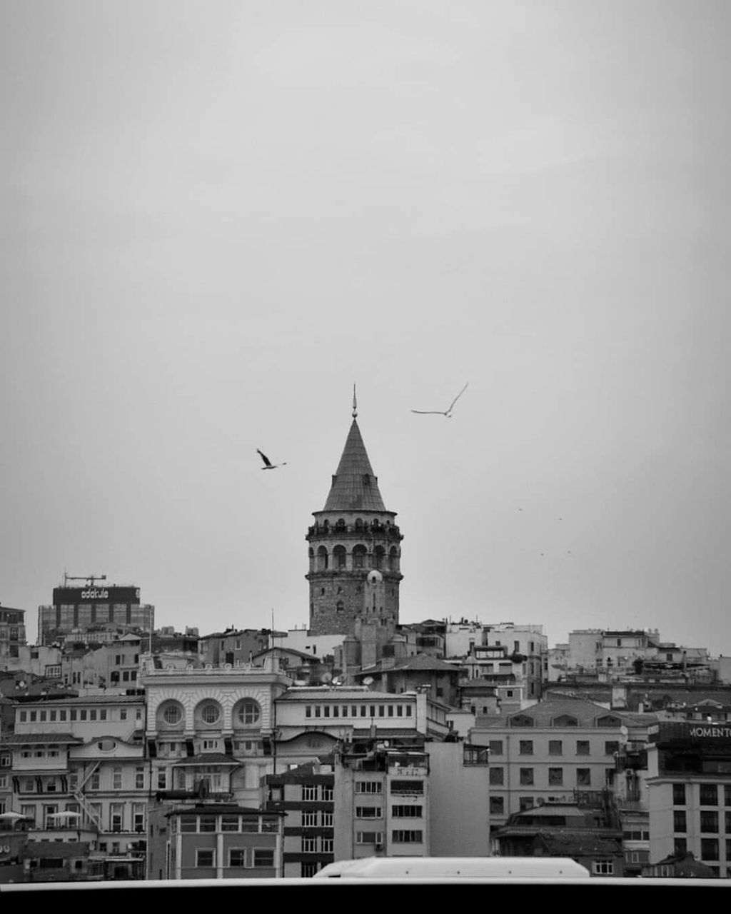 architecture, built structure, building exterior, building, sky, city, travel destinations, nature, no people, flying, day, tower, copy space, vertebrate, bird, travel, clear sky, tourism, outdoors, animal themes, spire, cityscape