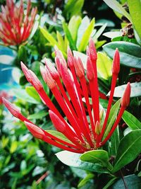 Close-up of fresh red cactus flower