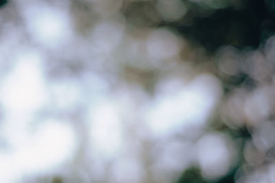 Full frame shot of plants