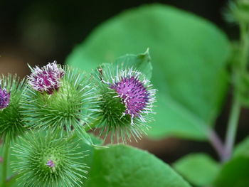 Close-up of thistle flowers