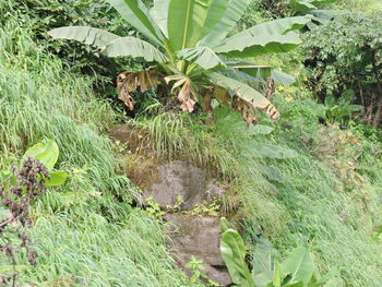 View of cat on plants