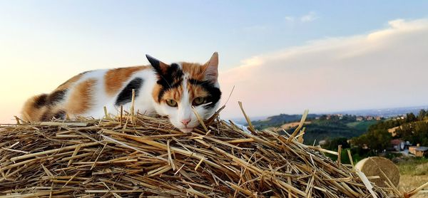 Cat lying on the ground