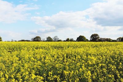 Scenic view of oilseed rape field against sky