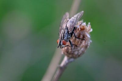 Close-up of fly on plant