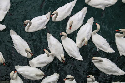 High angle view of swans swimming in lake