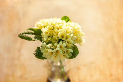 Close-up of white flowering plant