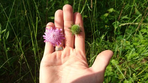 Close-up of hand holding flower