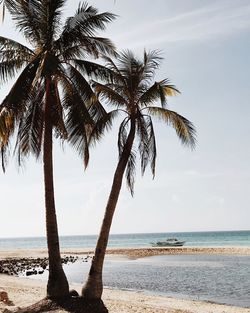 Palm trees on beach against sky