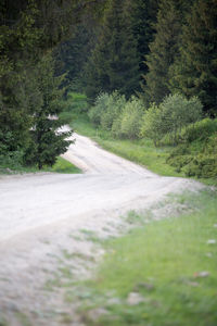 Scenic view of road amidst trees in forest