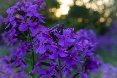 Close-up of purple flowers blooming