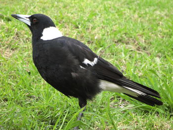 Close-up of duck on field