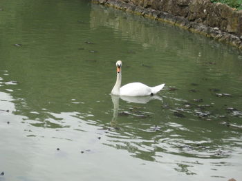 High angle view of swans swimming in lake