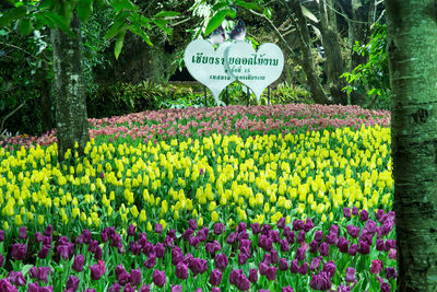 View of flowering plants in field