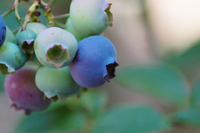 Close-up of berries growing on tree