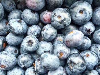 Close-up of blueberries