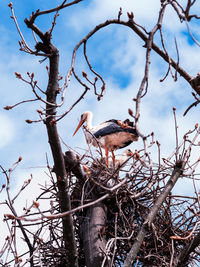 Low angle view of stork on tree against cloudy sky