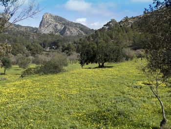 Scenic view of field and trees against sky