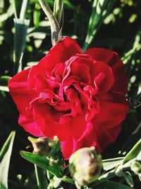 Close-up of red rose