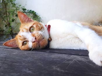 Portrait of cat resting
